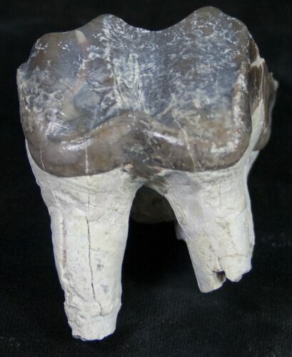 Fossil Brontotherium (Titanothere) Molar - South Dakota #8854